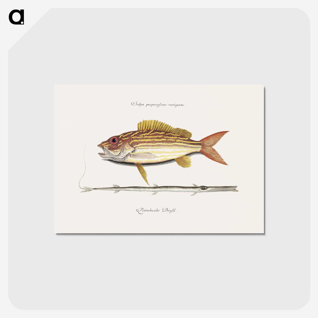 1-97_Mark-Catesby_postcard