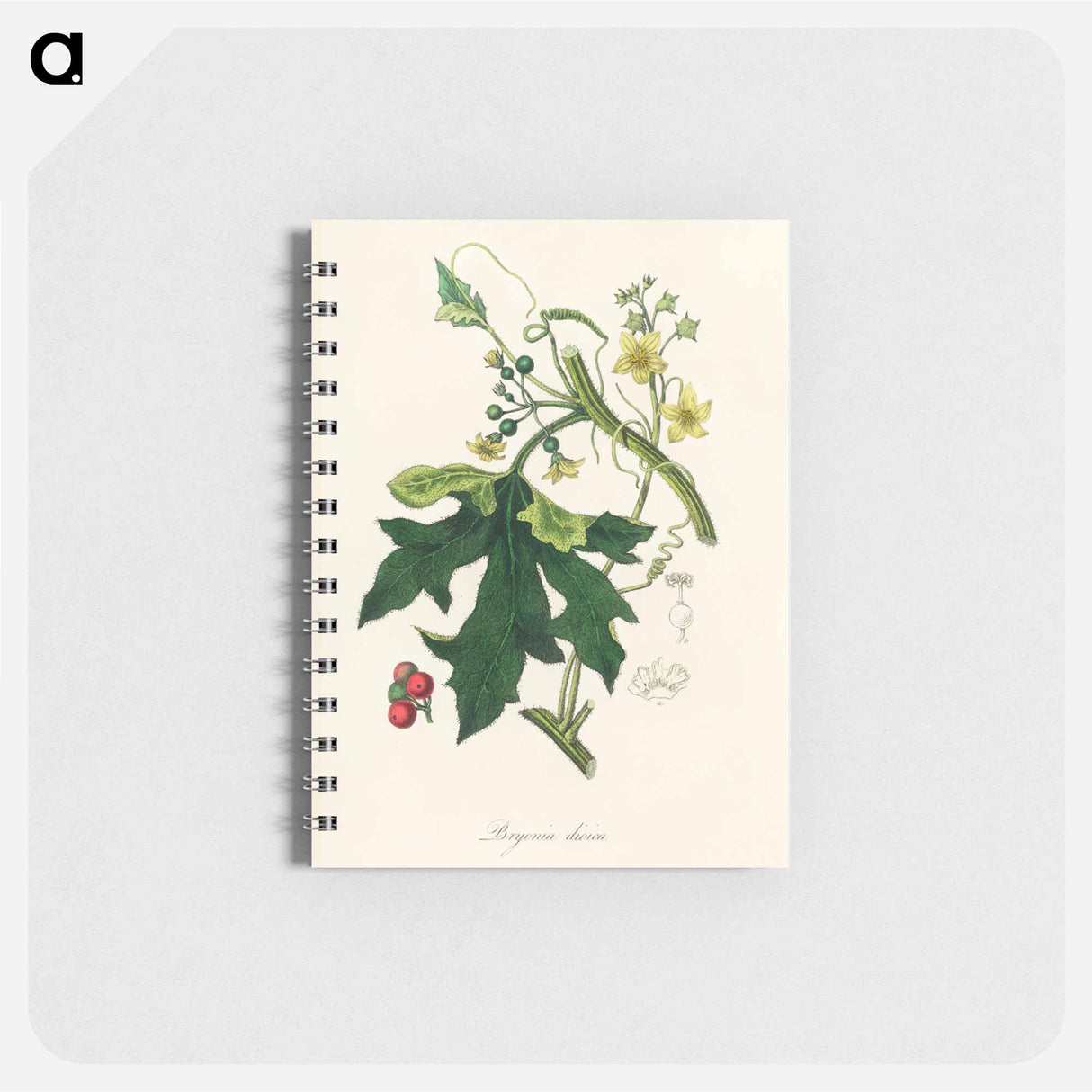 アートメモ帳-Bryonia Dioica Illustration
- 薬用植物学 Memo.