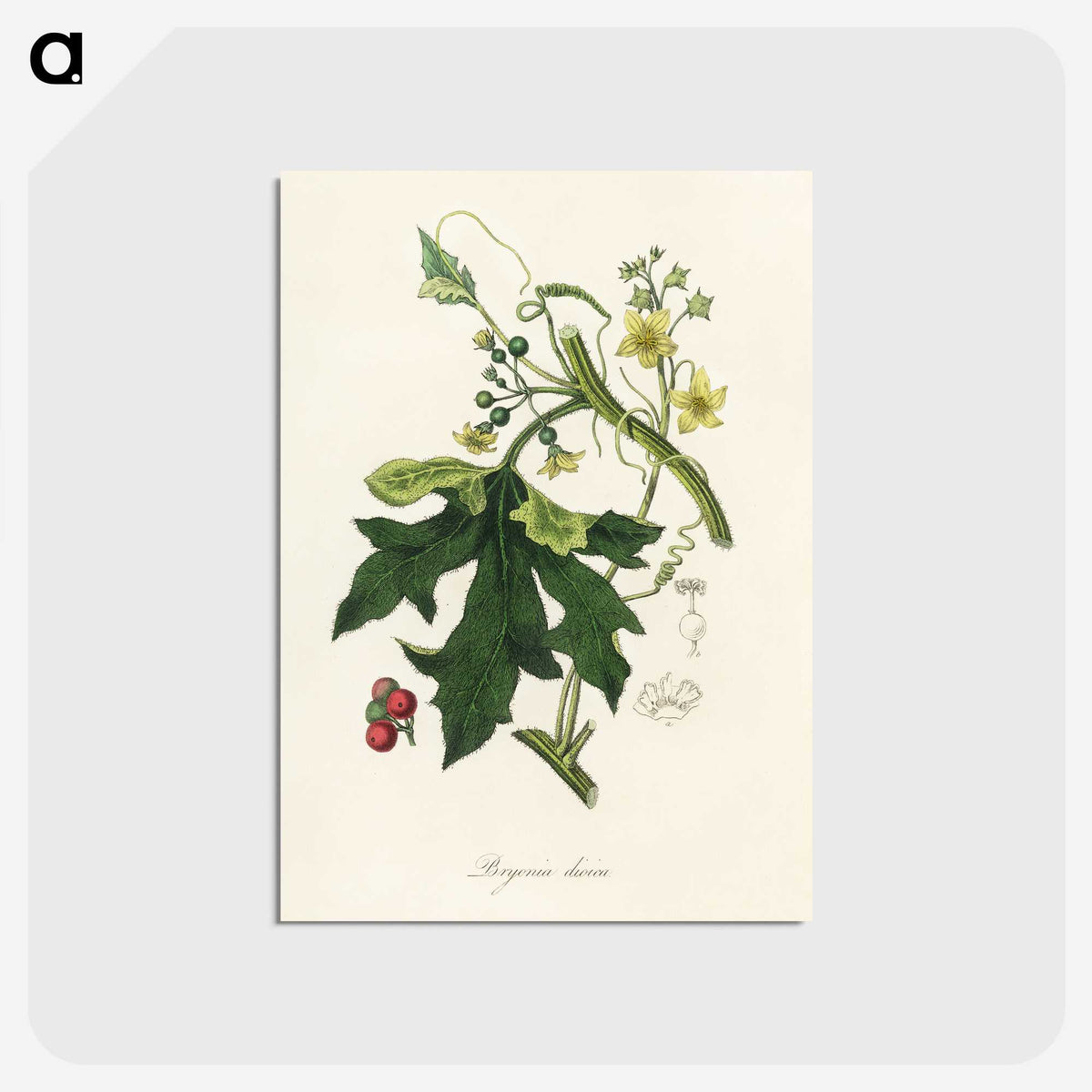 1-97_Medical-Botany_postcard
