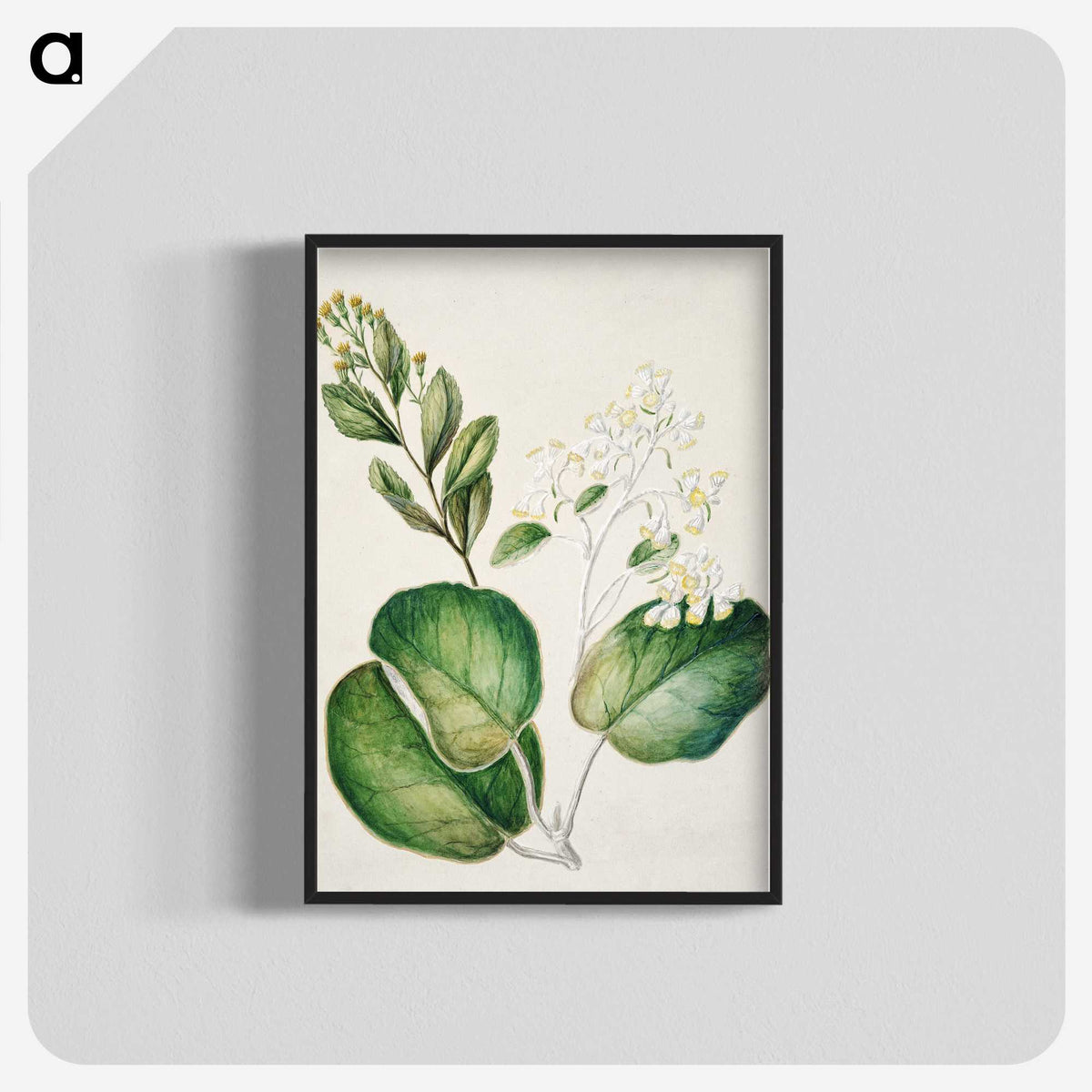 1-97_Native-Flowering-Plants-of-New-Zealand_blk-crop