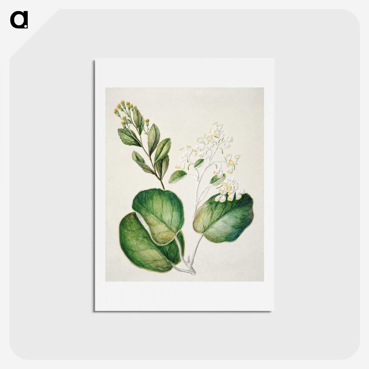 1-97_Native-Flowering-Plants-of-New-Zealand_hagaki