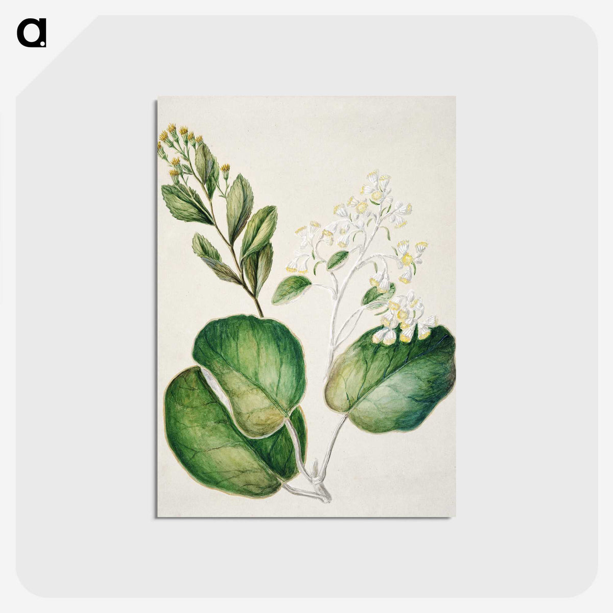 1-97_Native-Flowering-Plants-of-New-Zealand_postcard