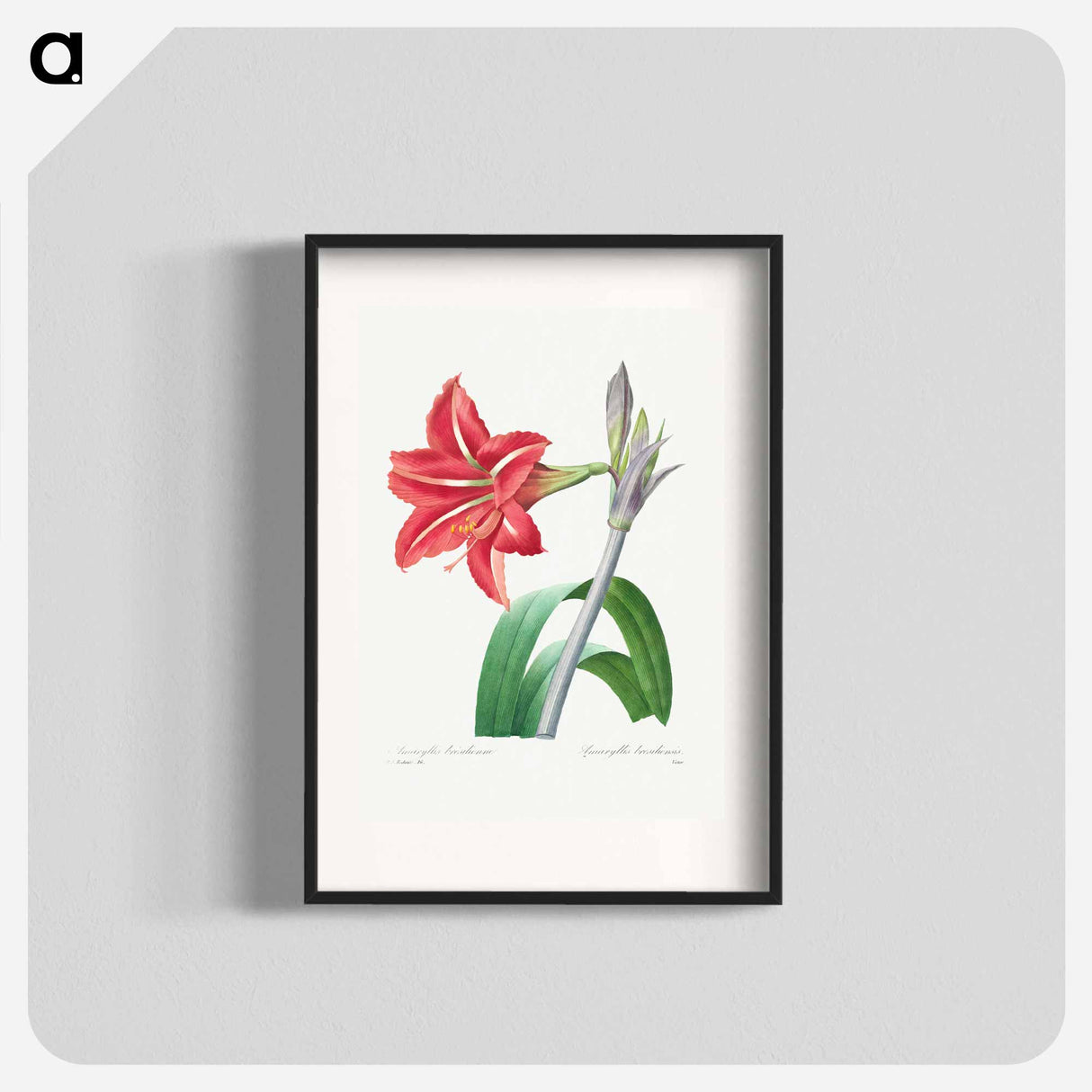 Brazilian Amaryllis - Pierre Joseph Redouté Poster.