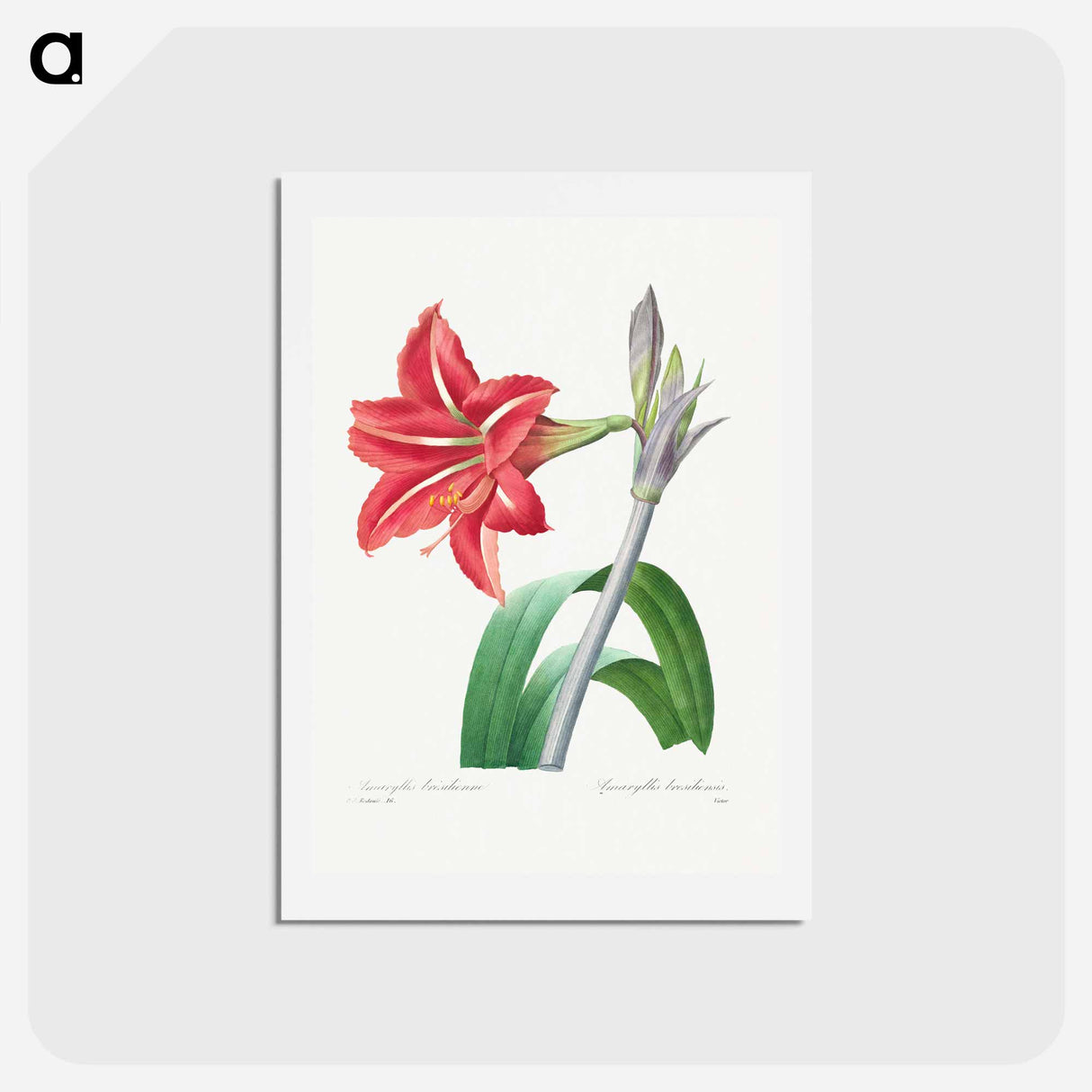 アートポストカード-Brazilian Amaryllis - ピエール ジョゼフ ルドゥーテ Postcard.