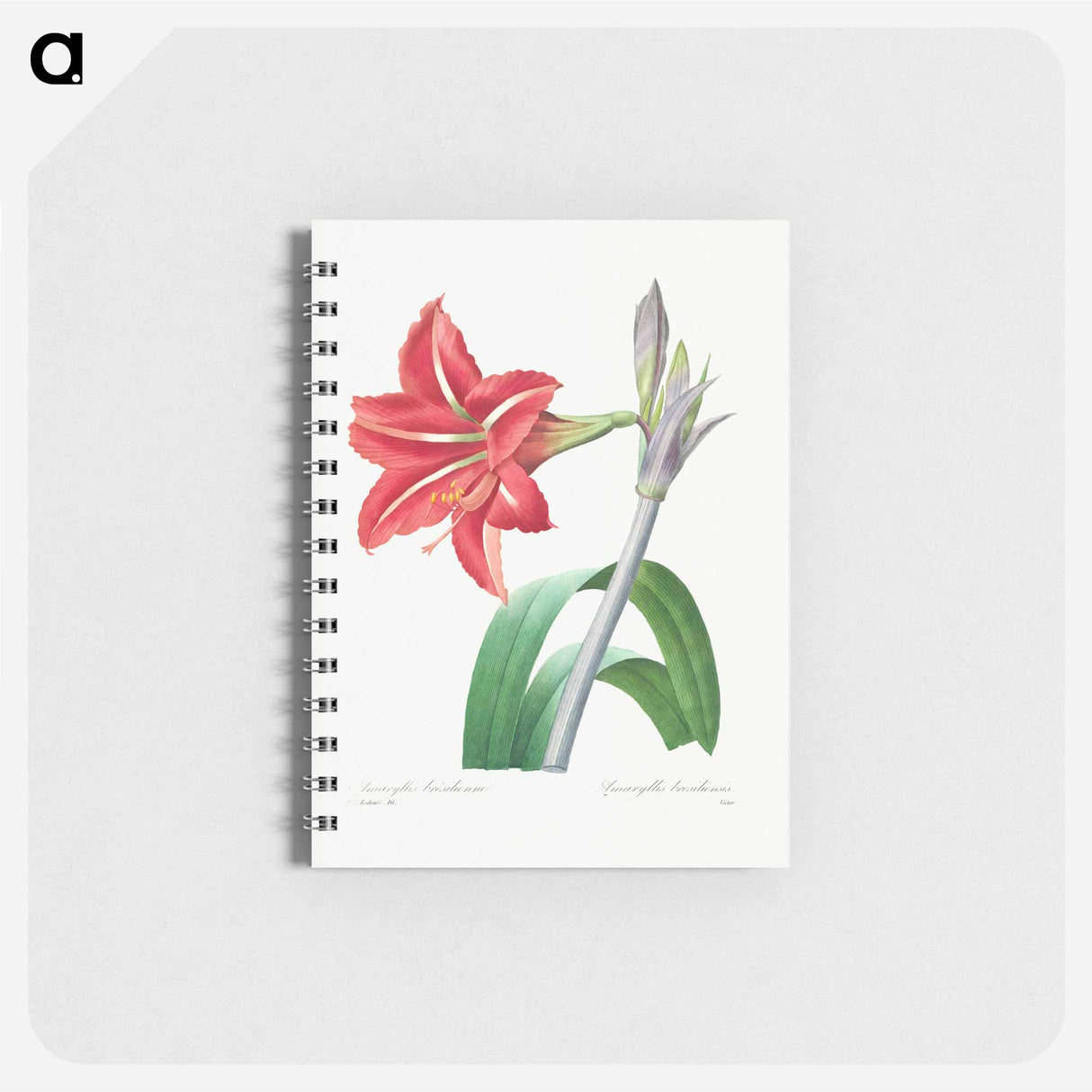 アートメモ帳-Brazilian Amaryllis - ピエール ジョゼフ ルドゥーテ Memo.