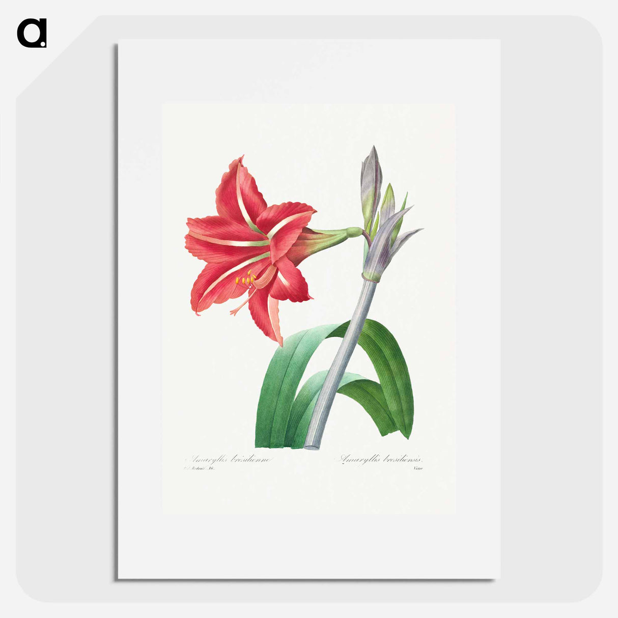 Brazilian Amaryllis - Pierre Joseph Redouté Poster.
