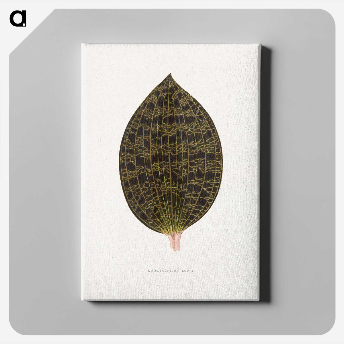 1-97_Plants-with-Colored-Foliage_canvas