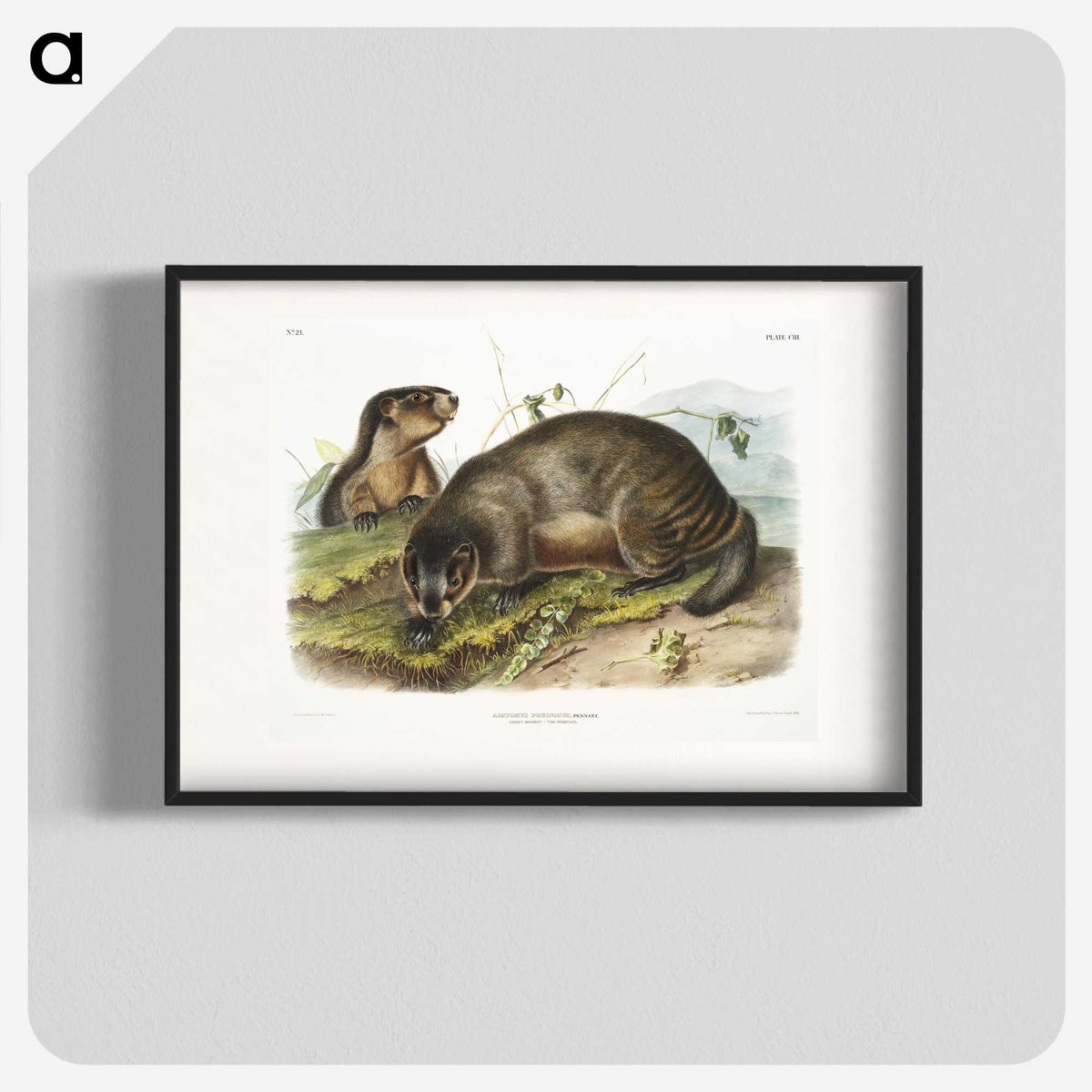 1-97_The-Viviparous-Quadrupeds_blk