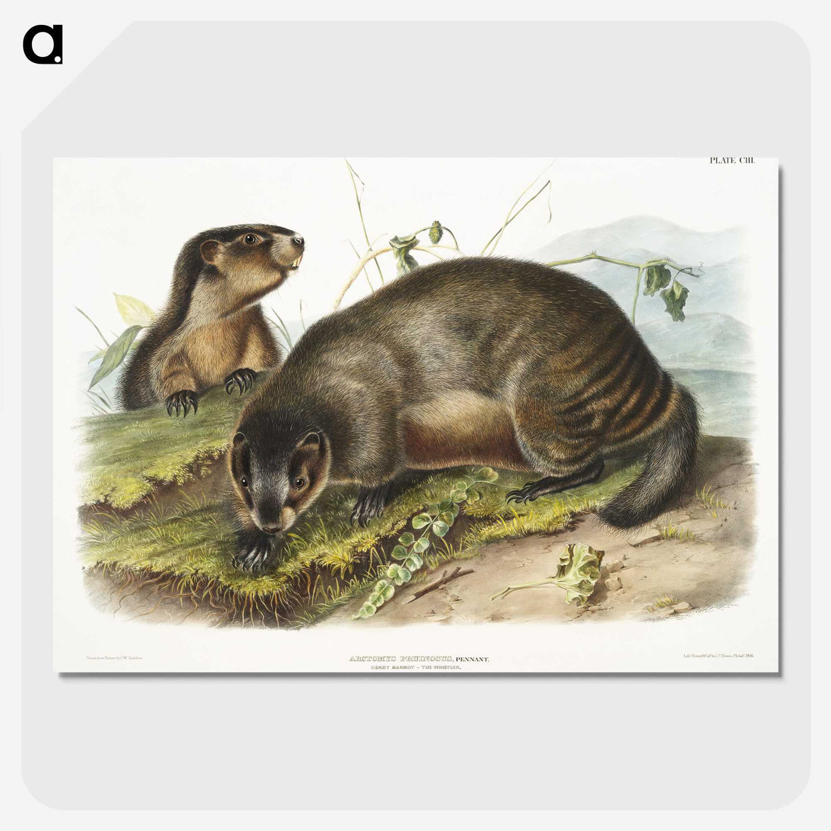 1-97_The-Viviparous-Quadrupeds_picture-crop