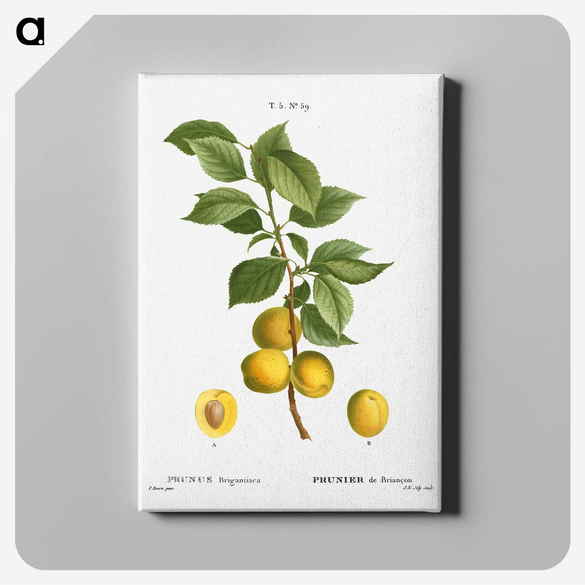 1-97_Treatise-on-Trees-and-Shrubs_canvas