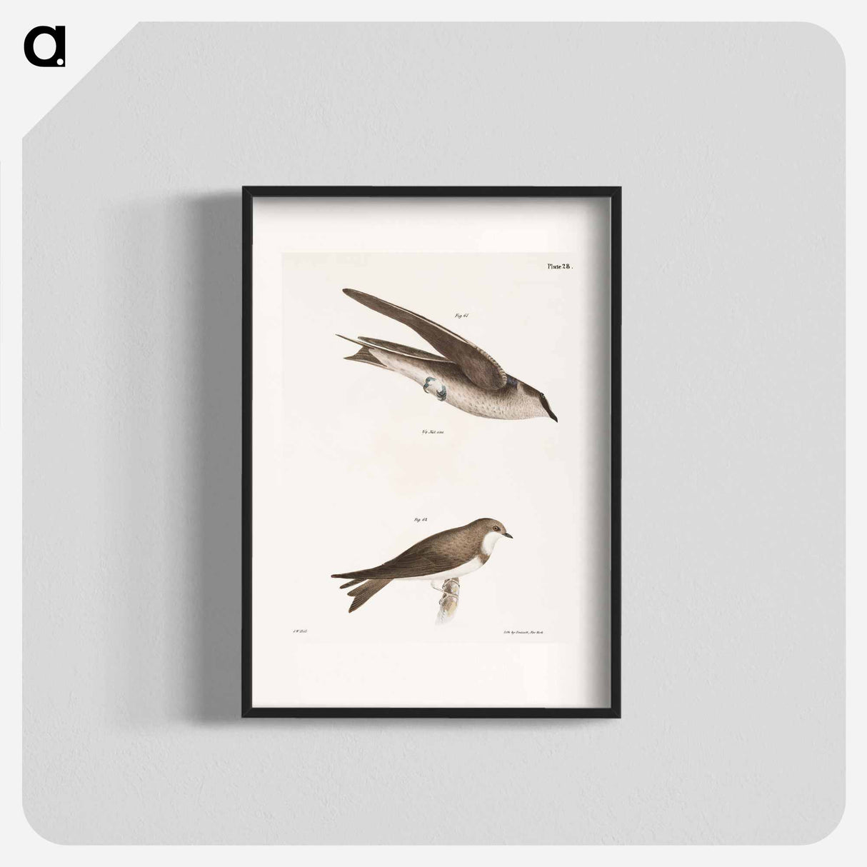 The Purple Martin - ニューヨークの動物学 Poster.