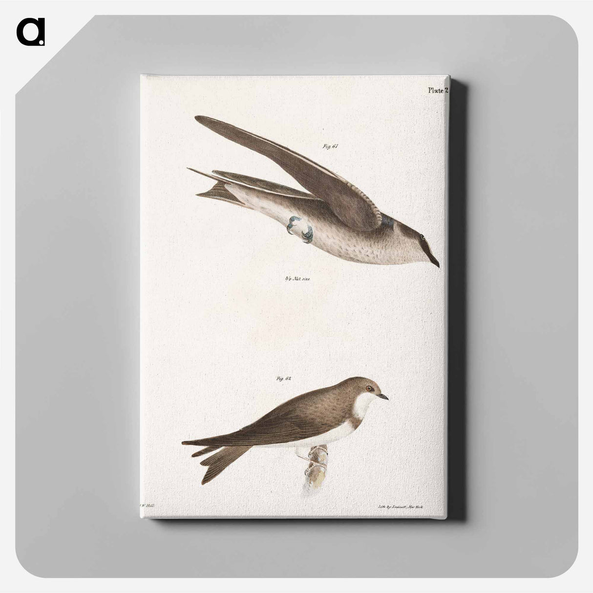 The Purple Martin - ニューヨークの動物学 Canvas.