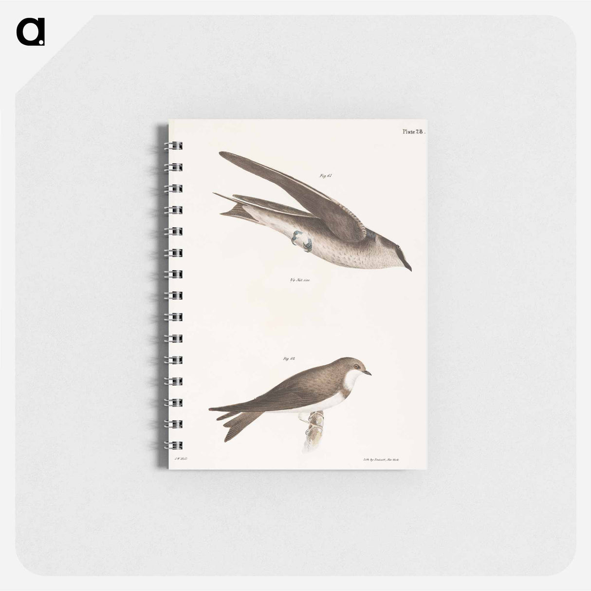 The Purple Martin - ニューヨークの動物学 Memo.