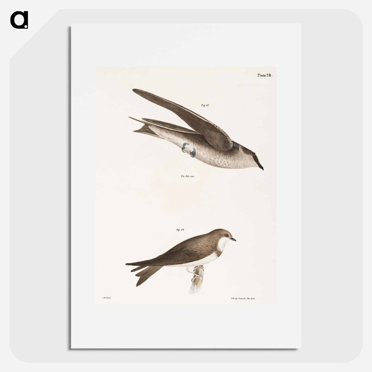 The Purple Martin - ニューヨークの動物学 Poster.