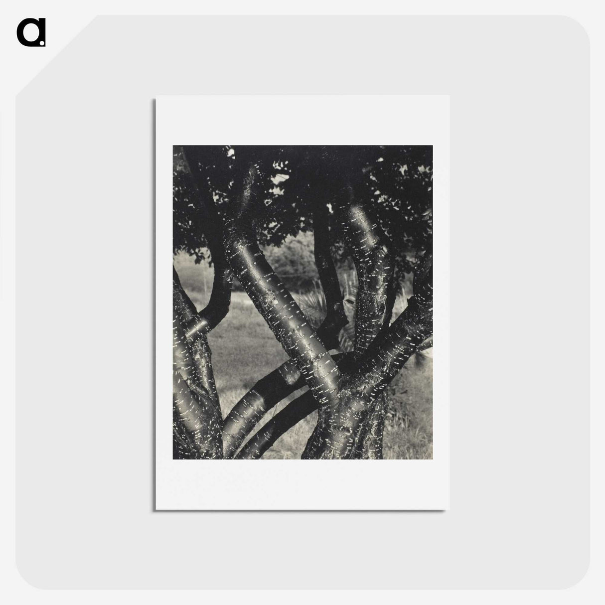 1-98_Alfred-Stieglitz_hagaki