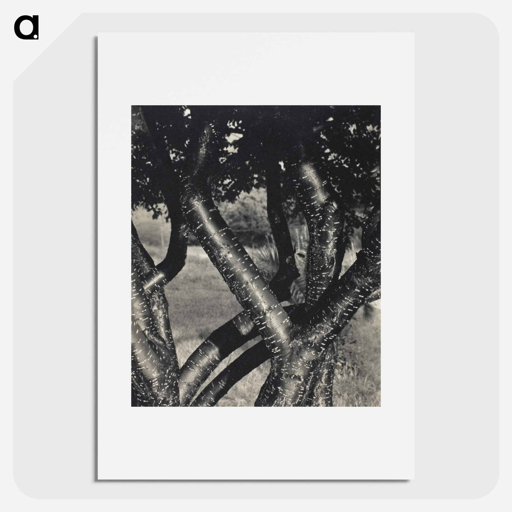 The Dancing Trees - アルフレッド スティーグリッツ Poster.
