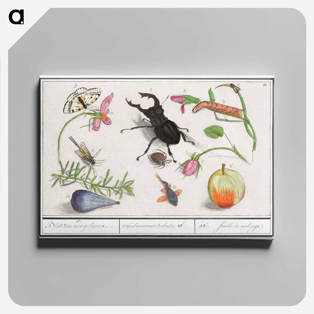 Natural History Ensemble, no. 13 - アンセルムス ボエティウス デ ブート Canvas.