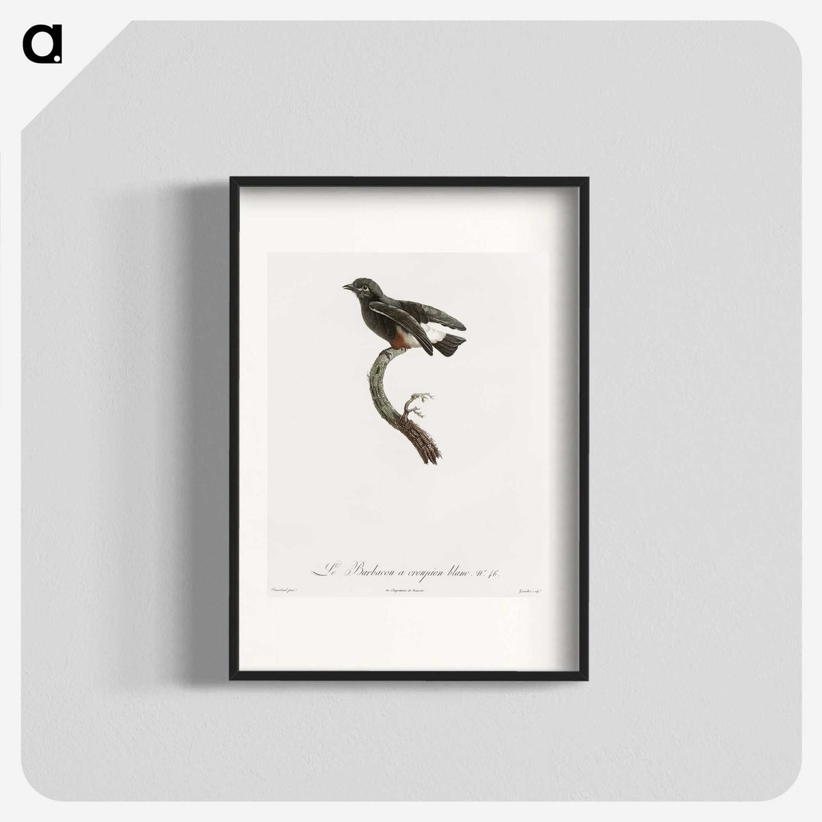 1-98_Des-Oiseaux-de-Paradis_blk