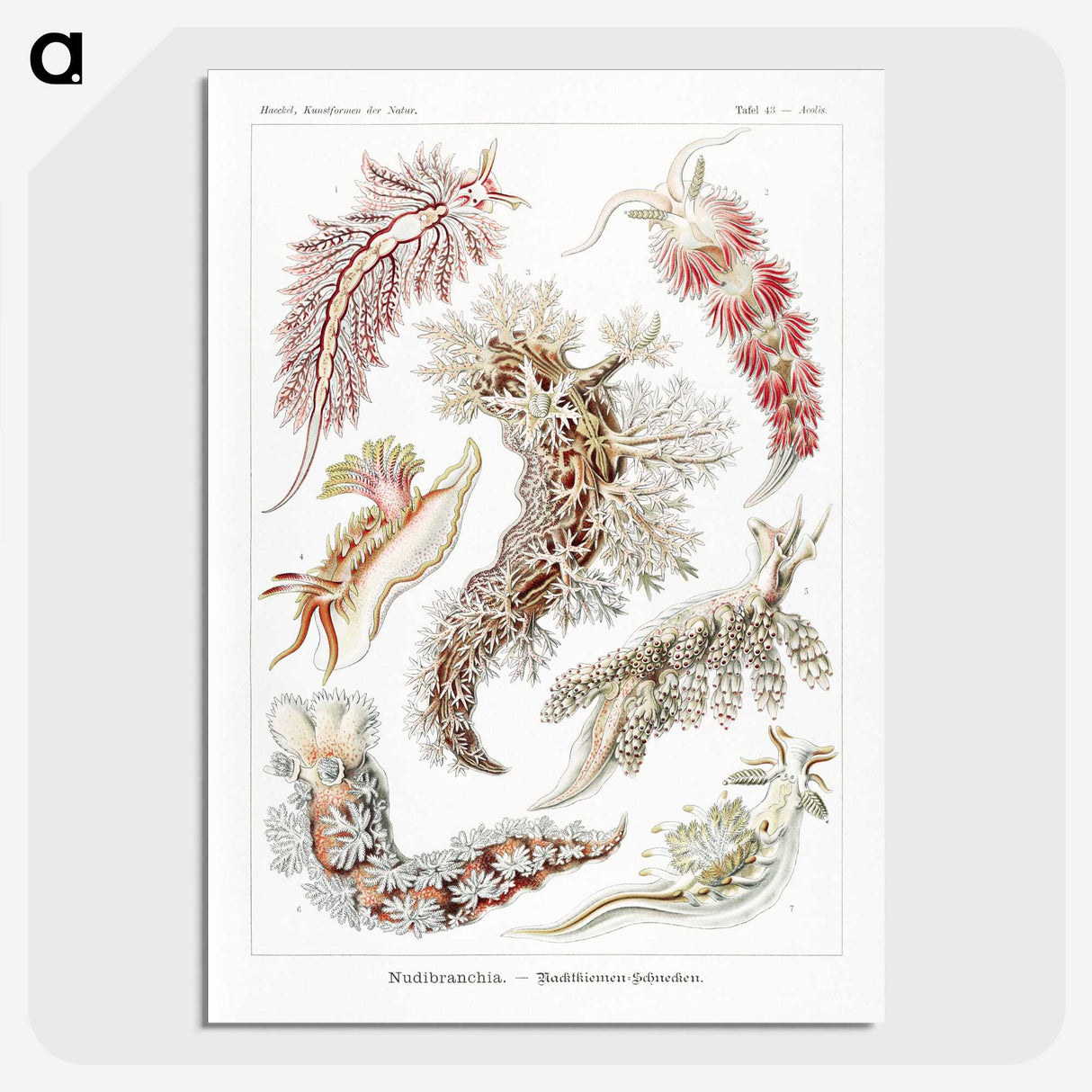 1-98_Ernst-Haeckel_picture-crop