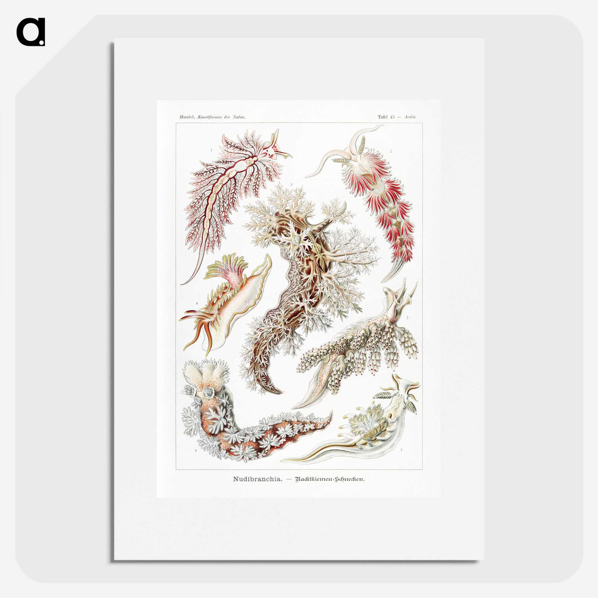 1-98_Ernst-Haeckel_picture