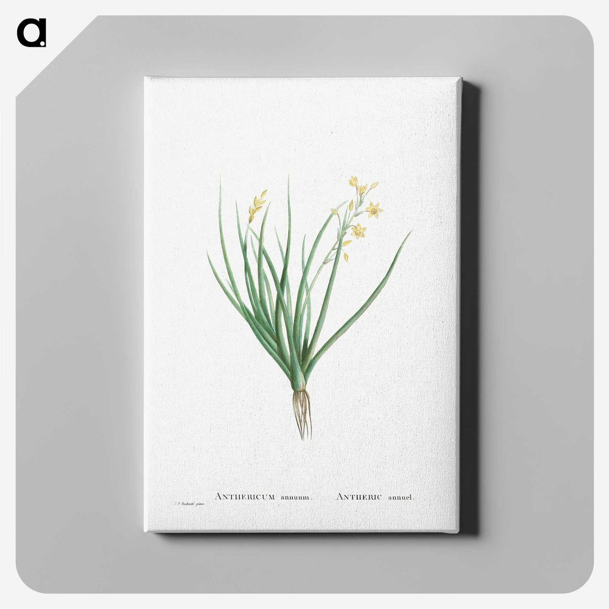 1-98_Histoire-des-Plantes-Grasses_canvas