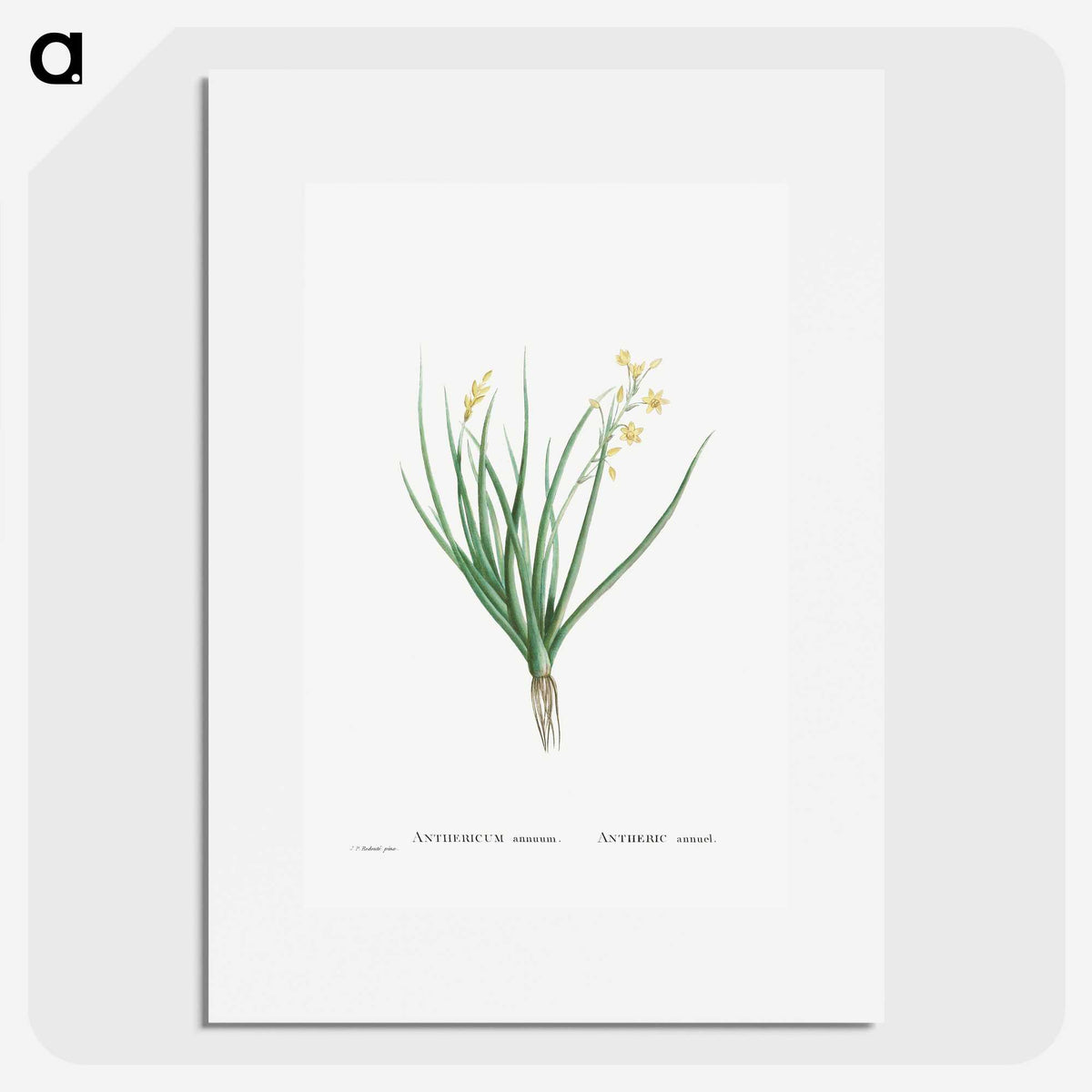1-98_Histoire-des-Plantes-Grasses_picture