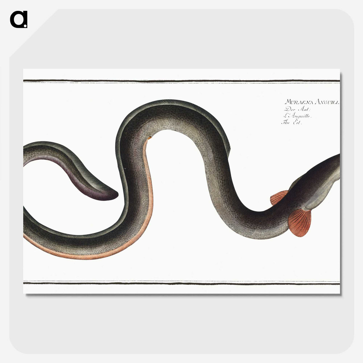 1-98_Ichtyologie-ou-Histoire-naturelle_picture-crop