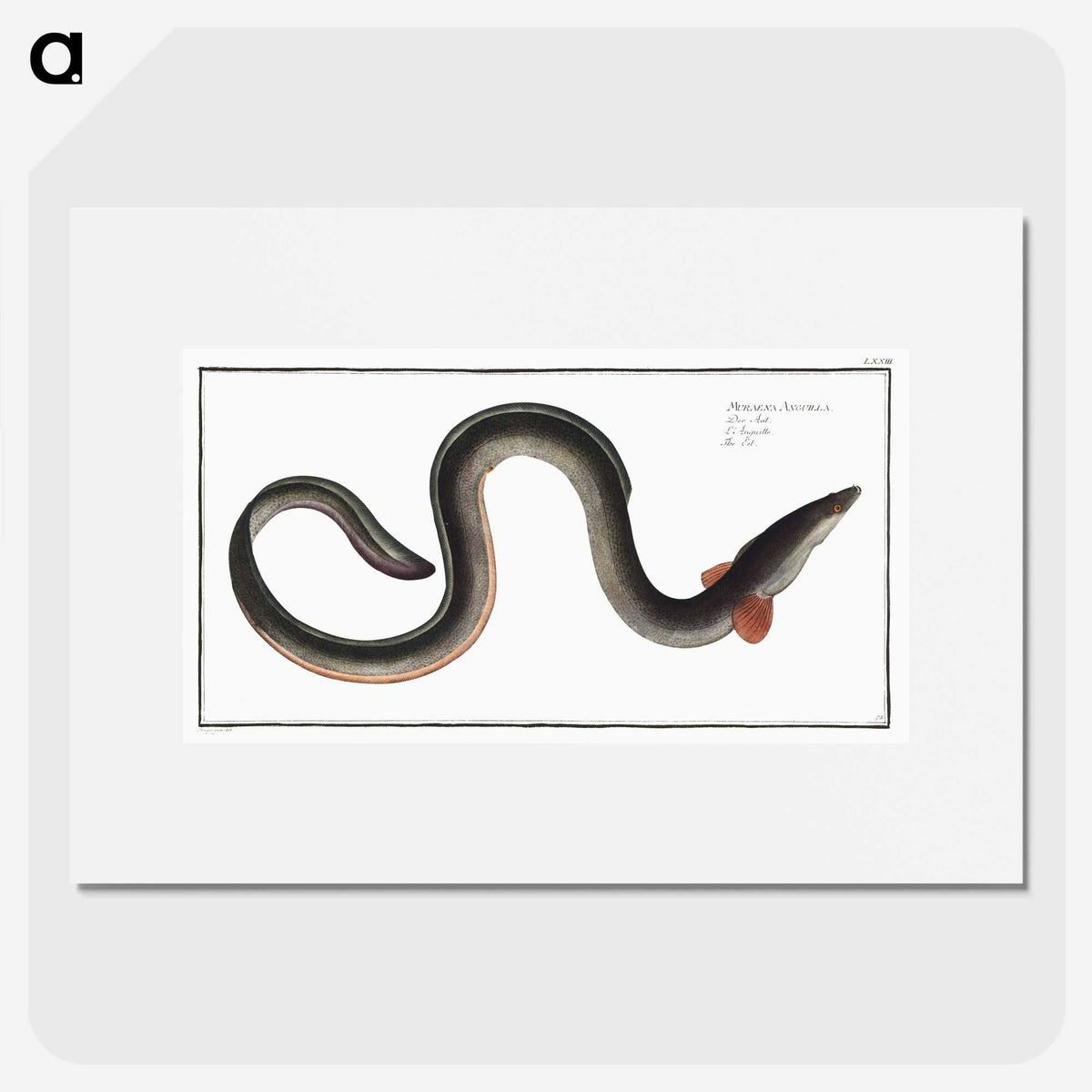 1-98_Ichtyologie-ou-Histoire-naturelle_picture