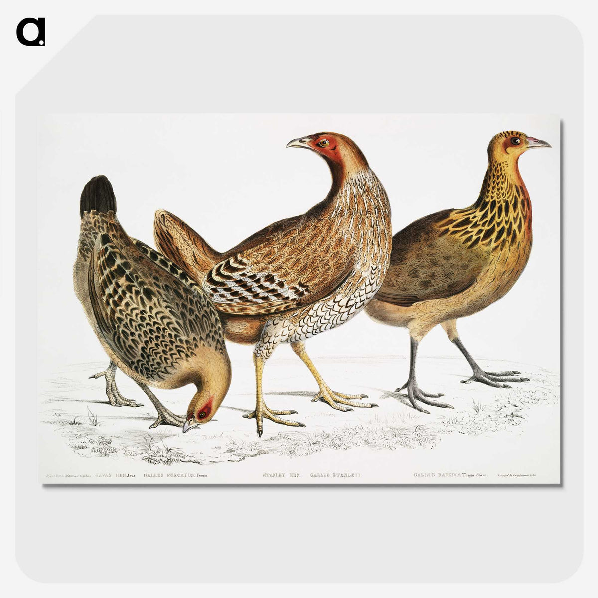 1-98_Indian-Zoology_picture-crop