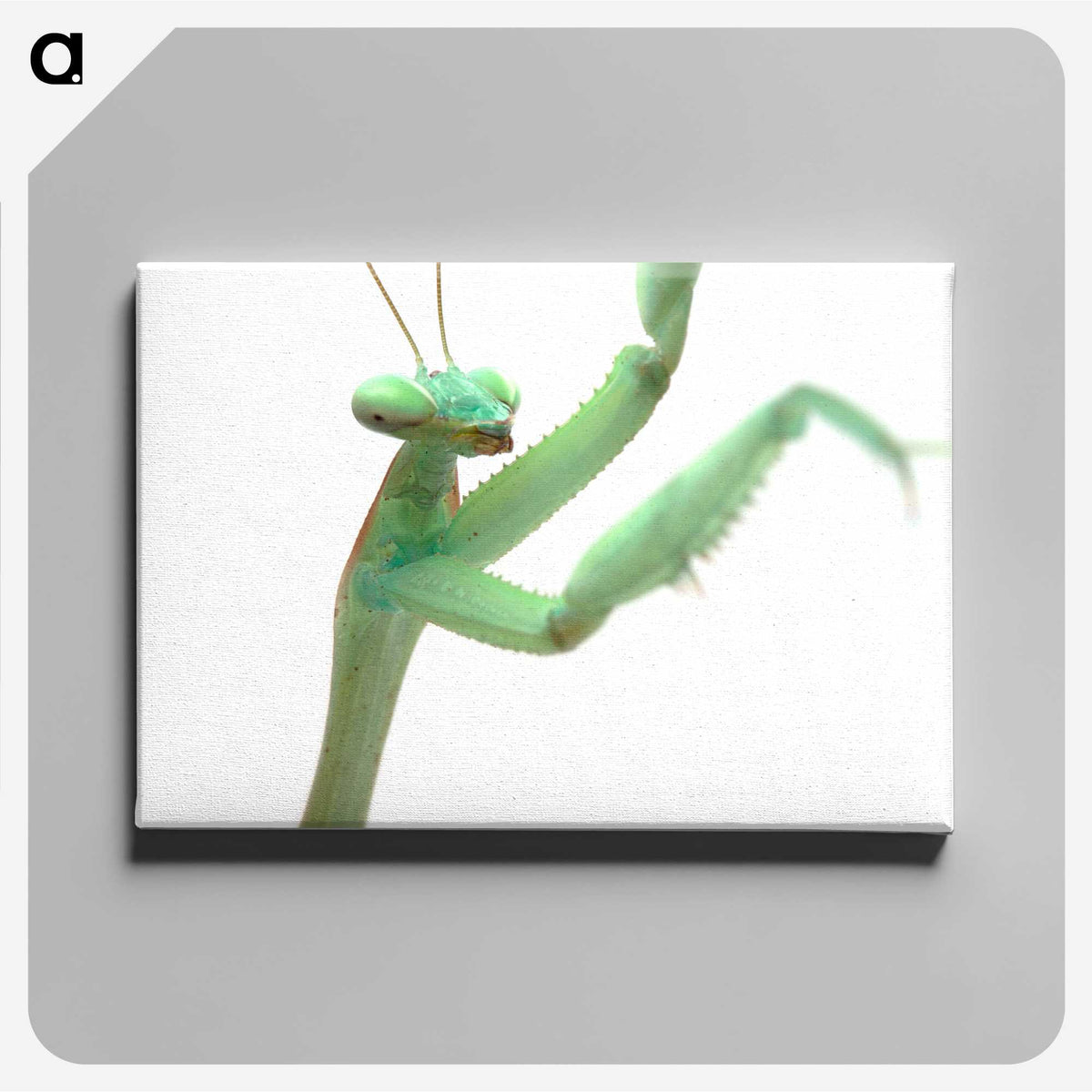 1-98_Insects-Unlocked-Project_canvas