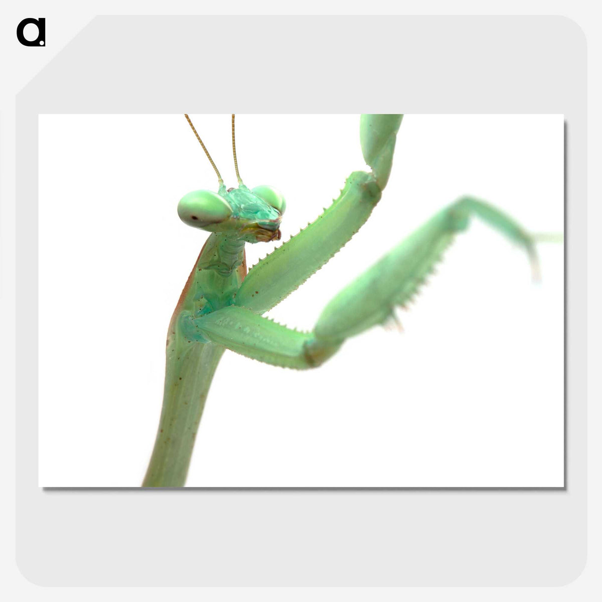 1-98_Insects-Unlocked-Project_picture-crop