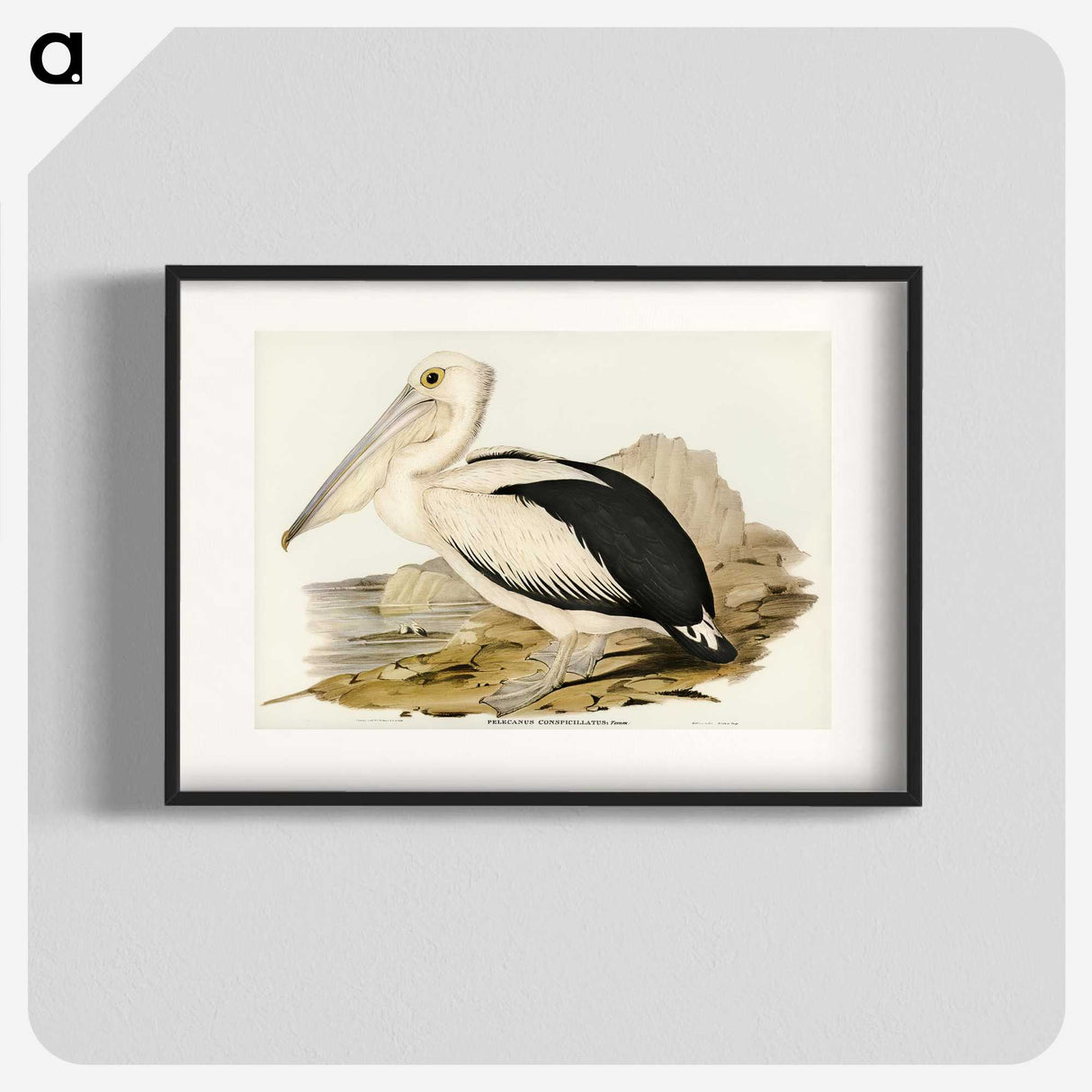 1-98_John-Gould_blk