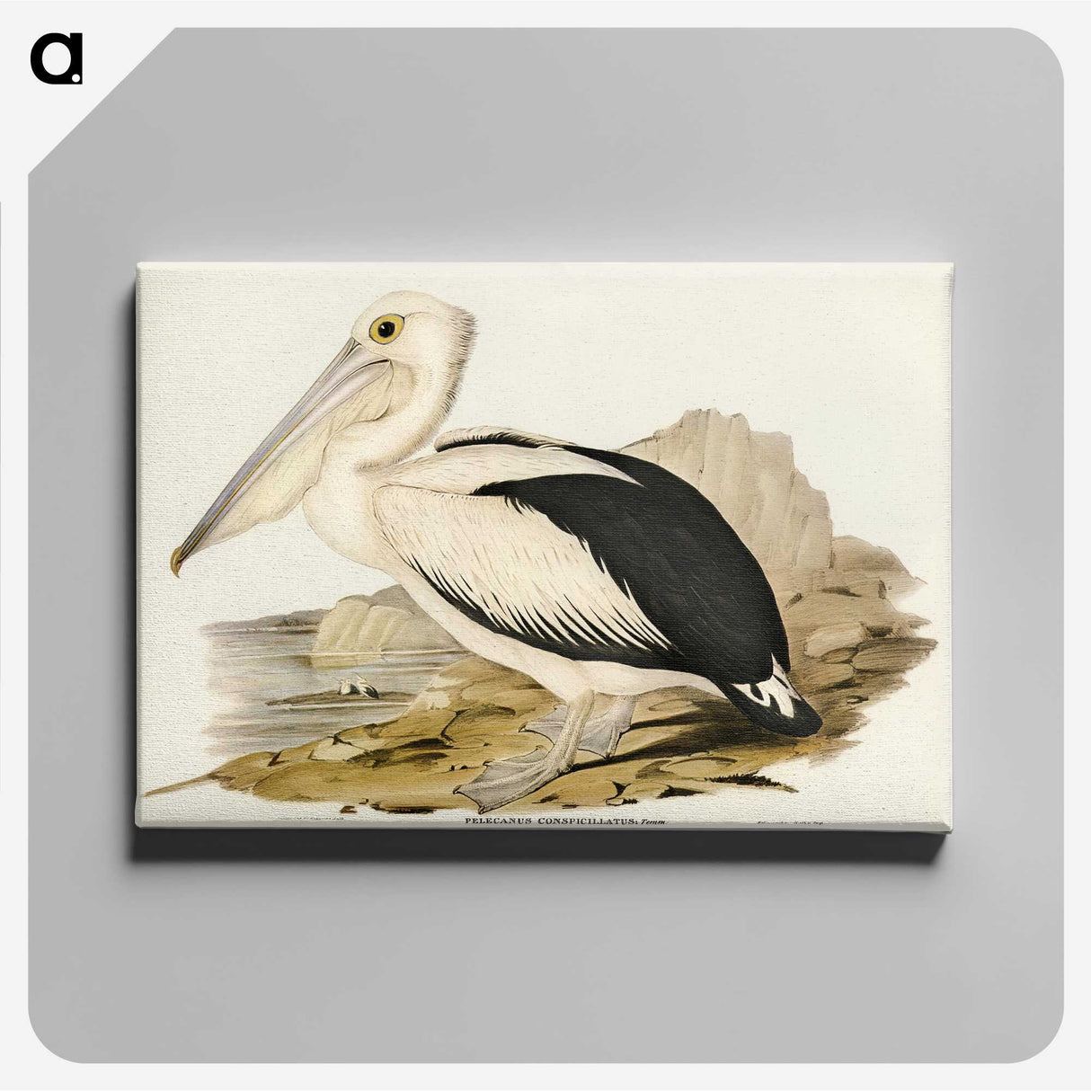 1-98_John-Gould_canvas