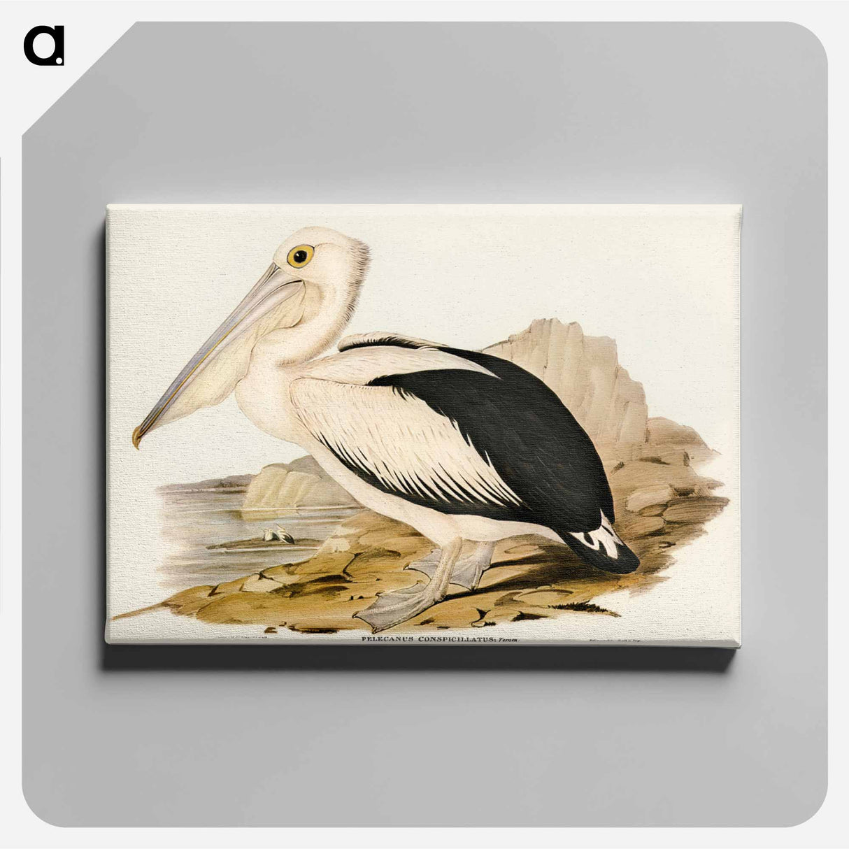 アートパネル-Australian Pelican
- ジョン グールド Canvas.