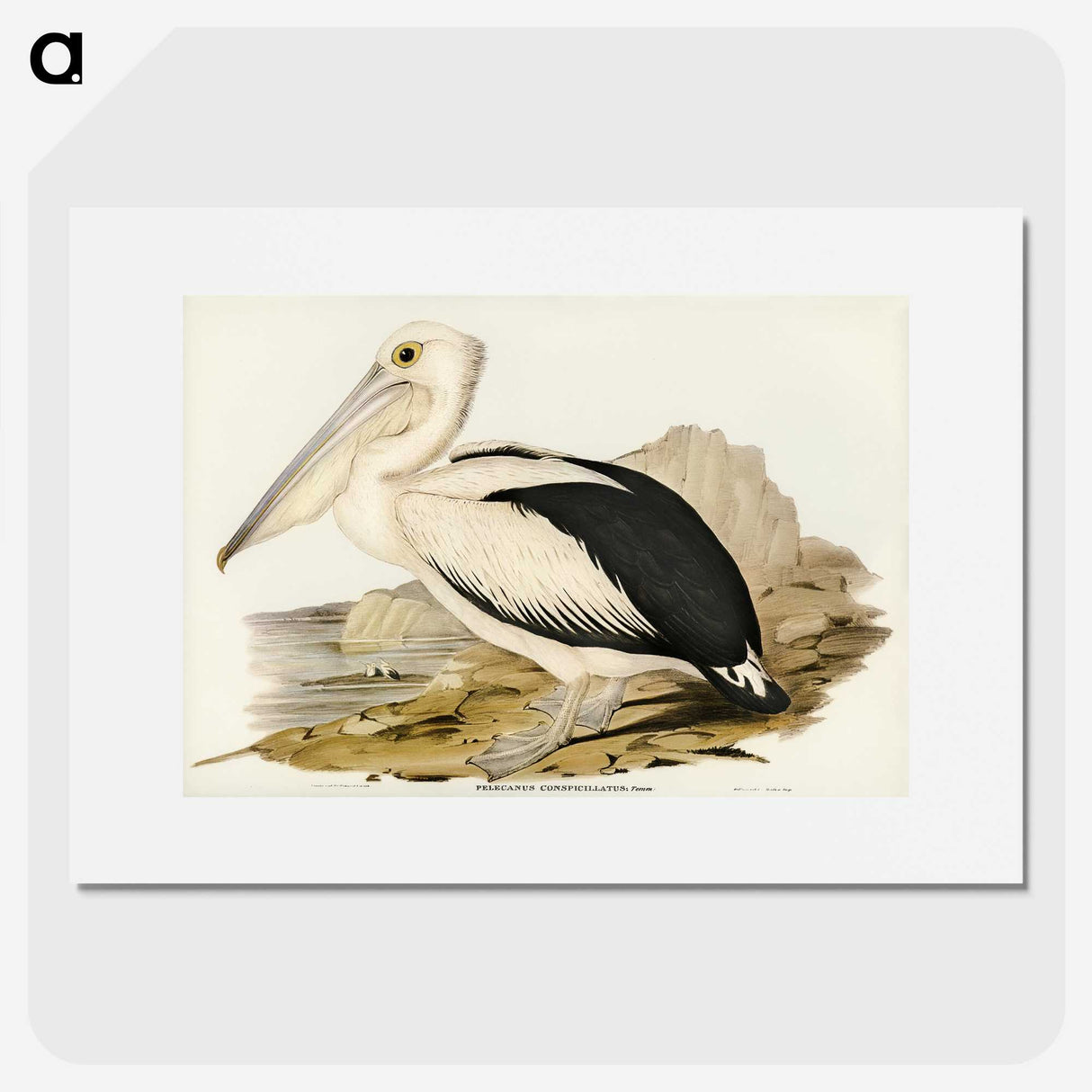1-98_John-Gould_picture