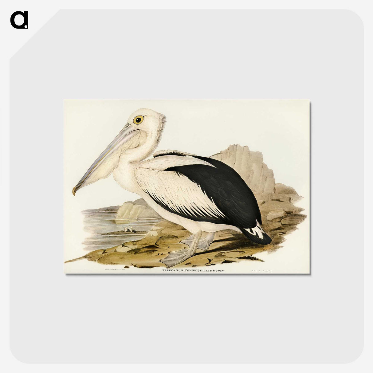 1-98_John-Gould_postcard