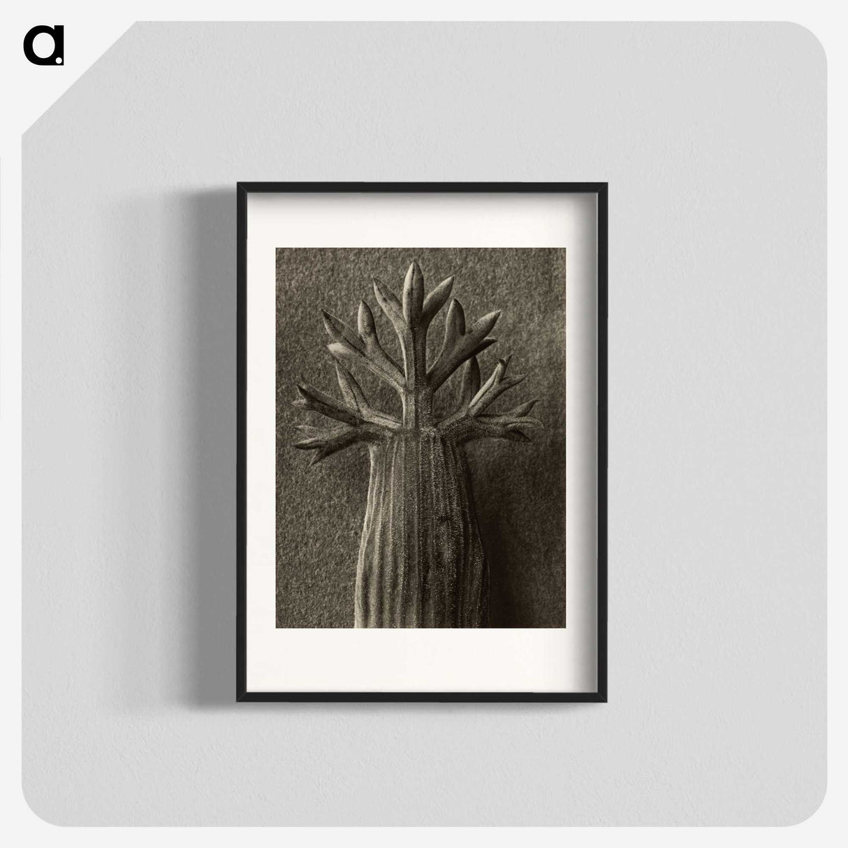 1-98_Karl-Blossfeldt_blk