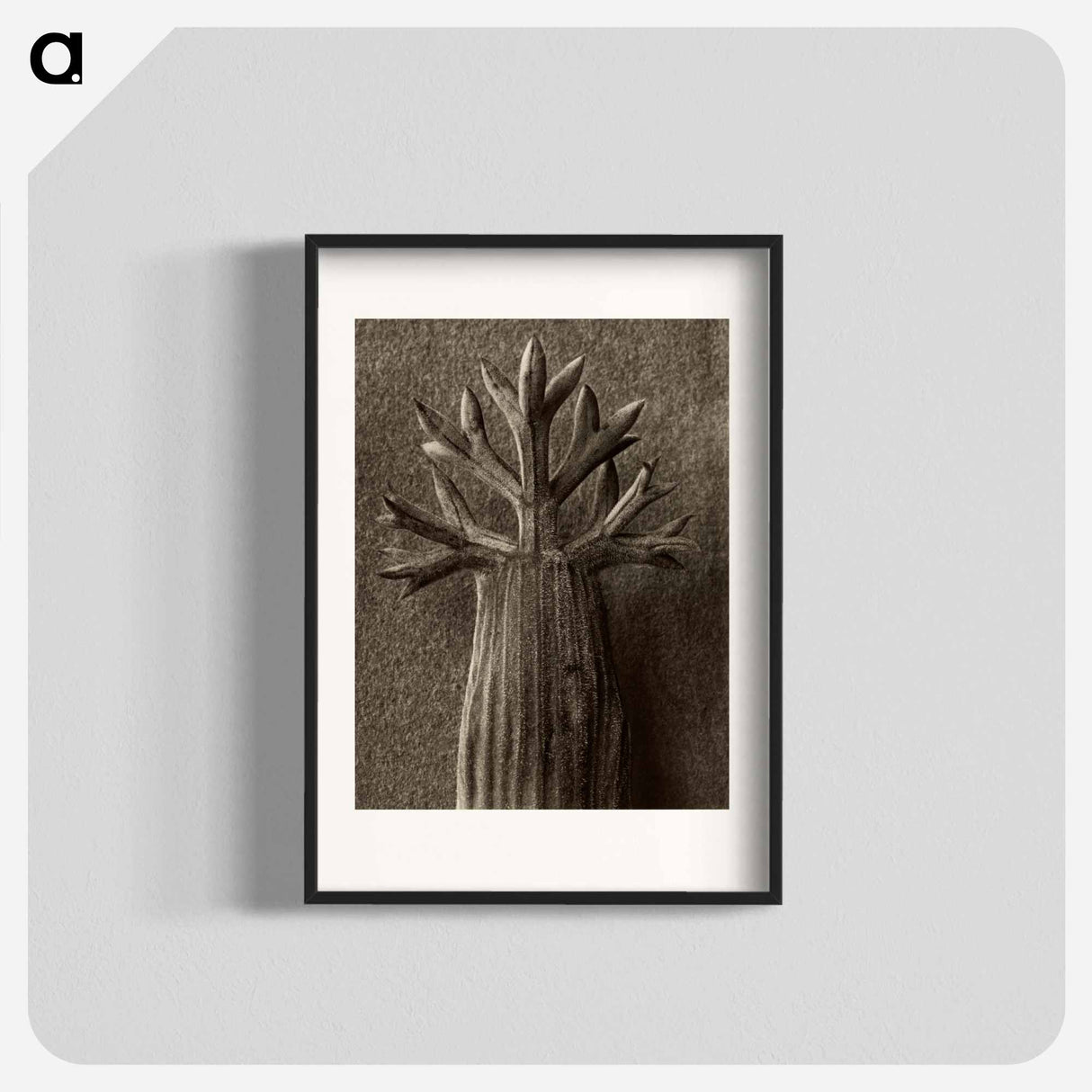 Seseli gummiferum - Karl Blossfeldt Poster.
