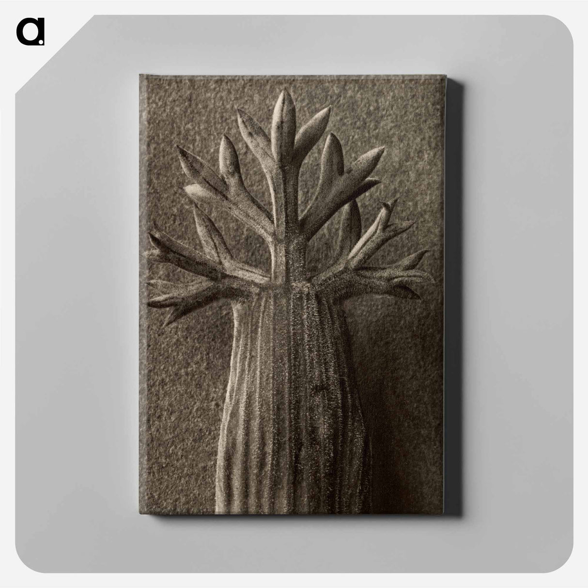Seseli gummiferum - Karl Blossfeldt Canvas.