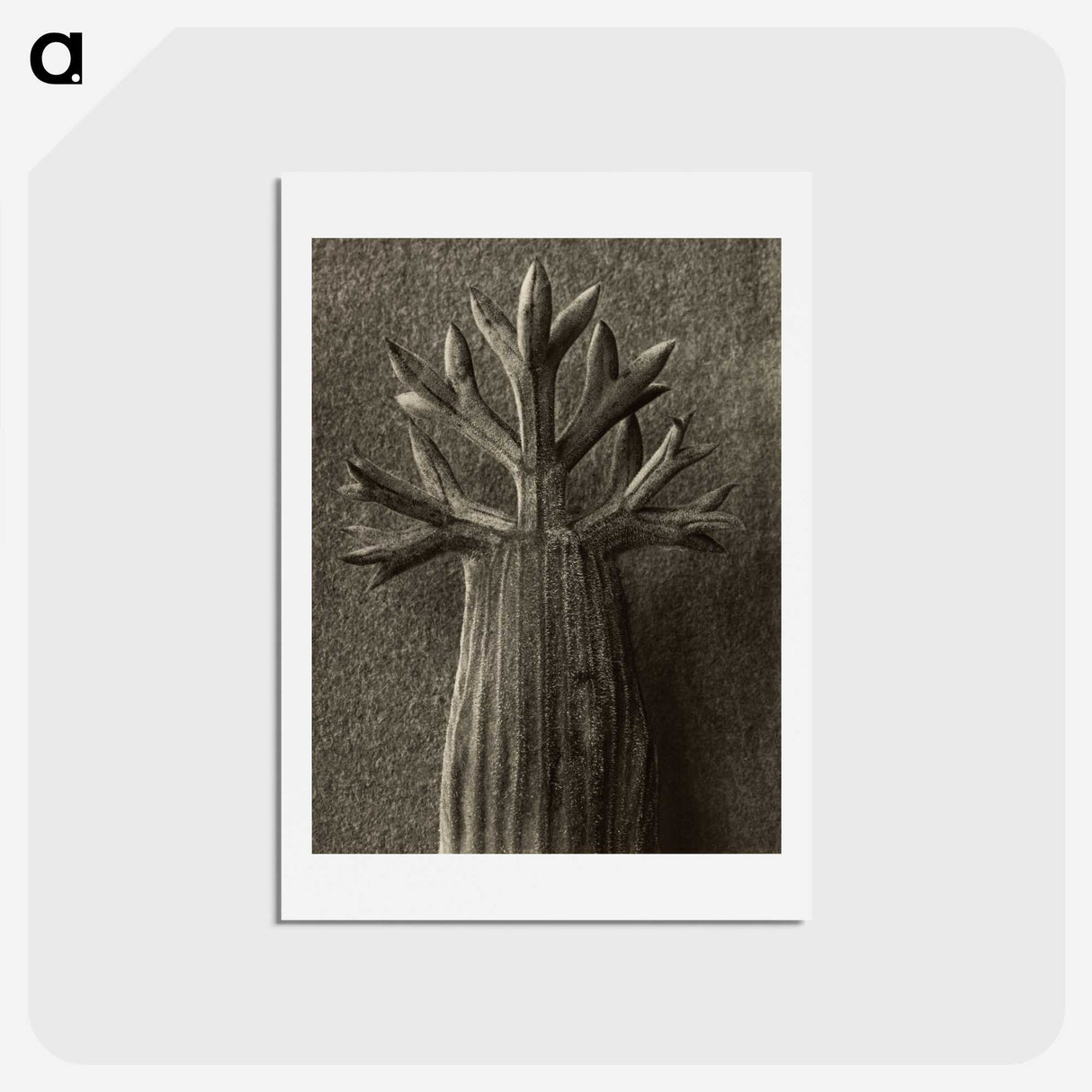 1-98_Karl-Blossfeldt_hagaki