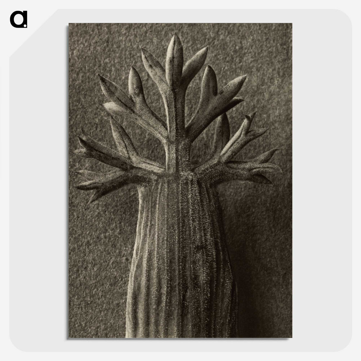 1-98_Karl-Blossfeldt_picture-crop