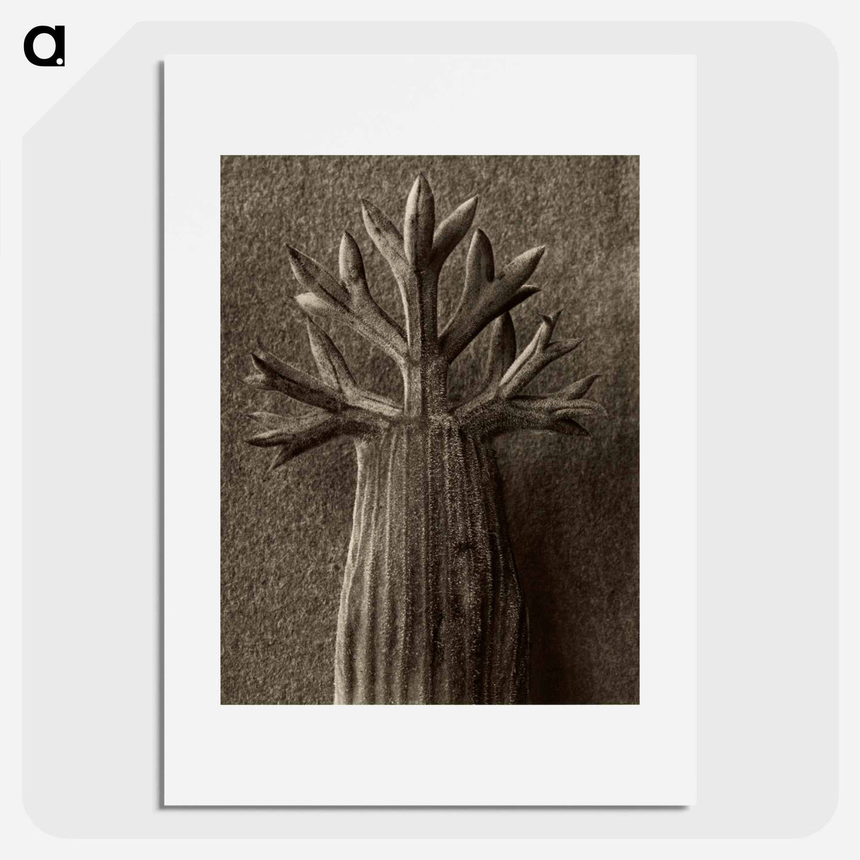Seseli gummiferum - Karl Blossfeldt Poster.