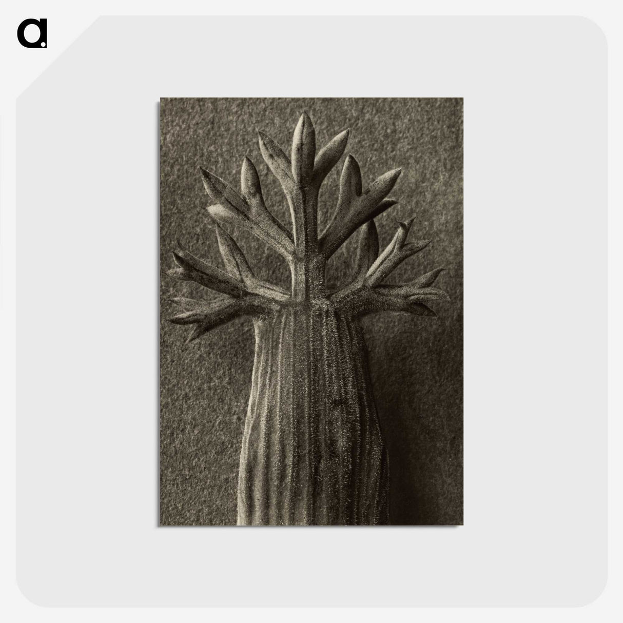 1-98_Karl-Blossfeldt_postcard