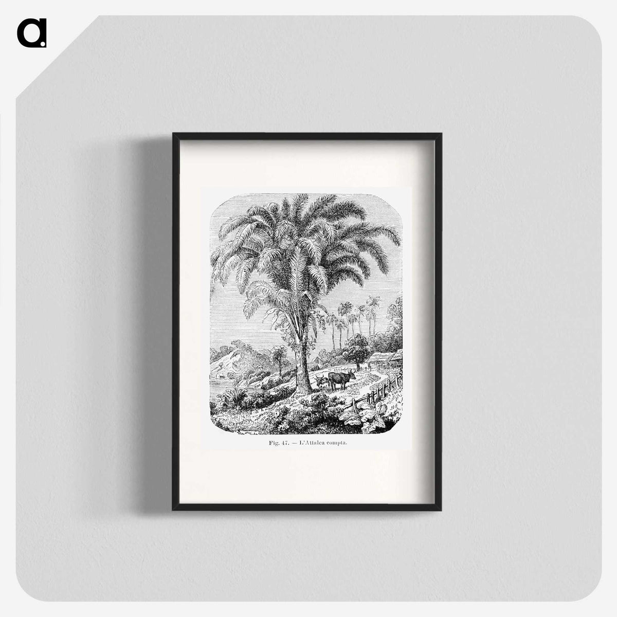 1-98_Les-Palmiers-Histoire-Iconographique_blk