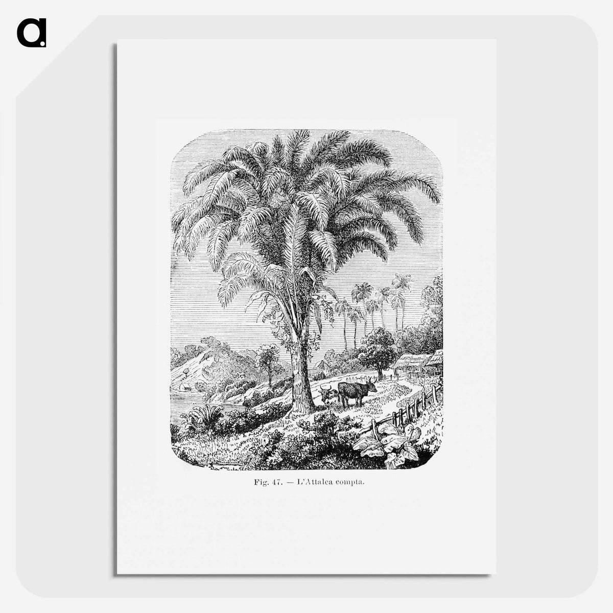 1-98_Les-Palmiers-Histoire-Iconographique_picture