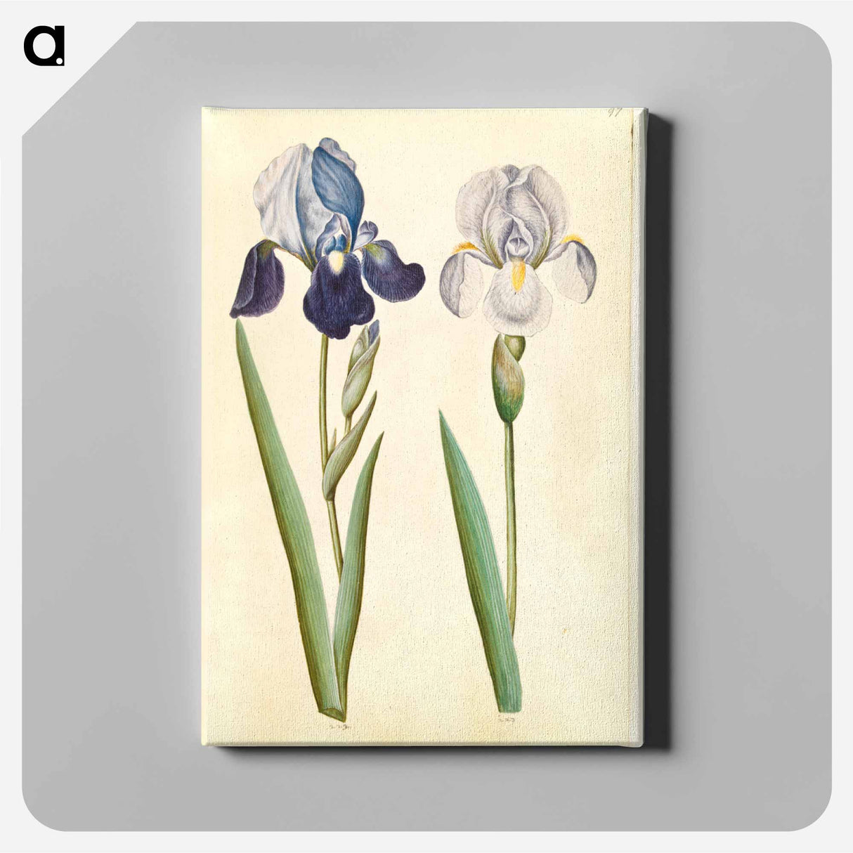 アートパネル-Garden Iris
- マリア ジビーラ メーリアン Canvas.