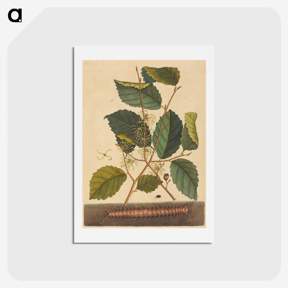 1-98_Mark-Catesby_hagaki