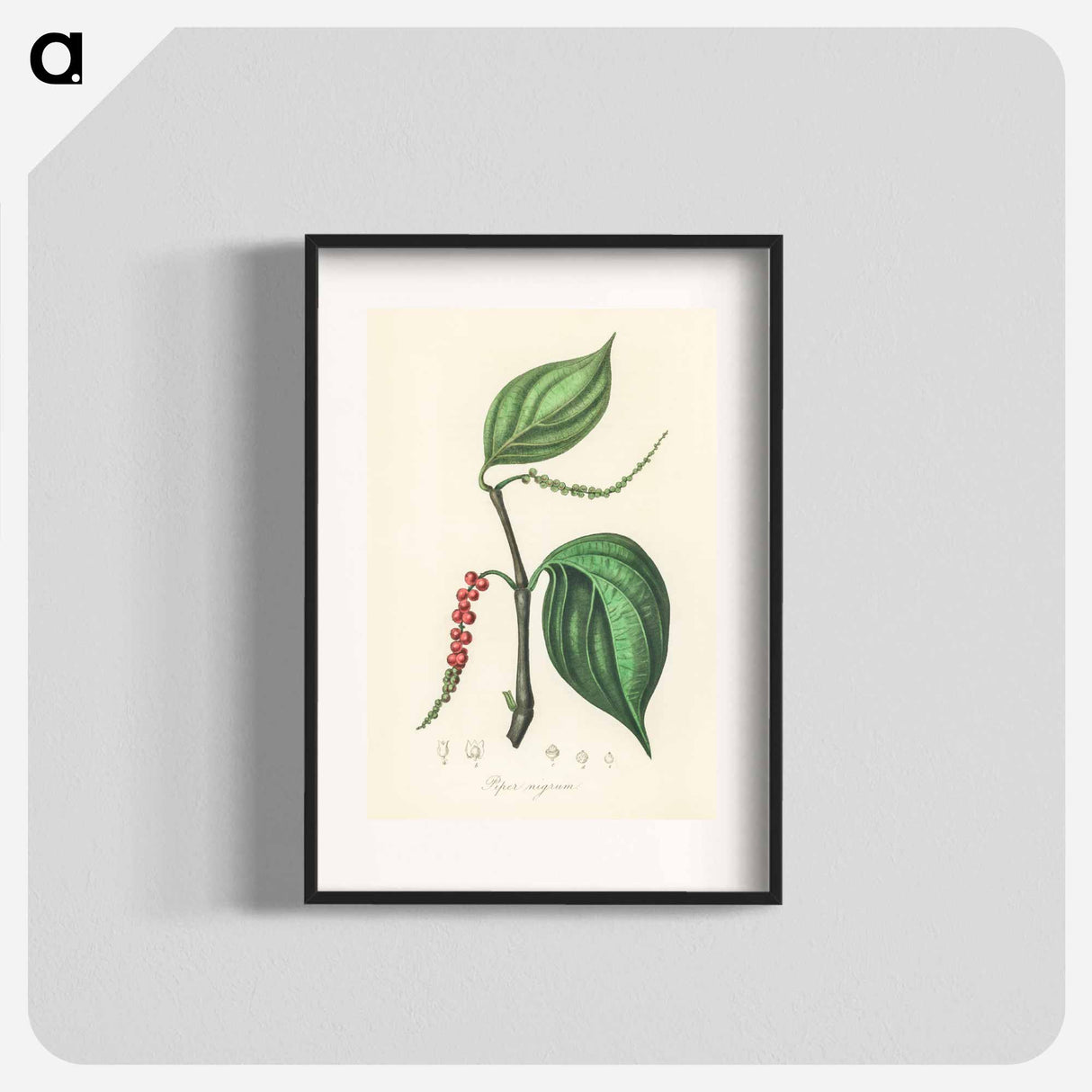 アートポスター-Piper nigrum Illustration
- 薬用植物学 Poster.