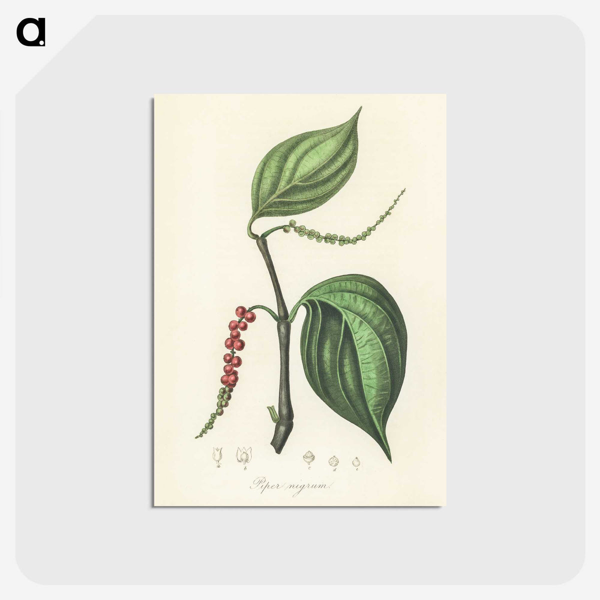 1-98_Medical-Botany_postcard