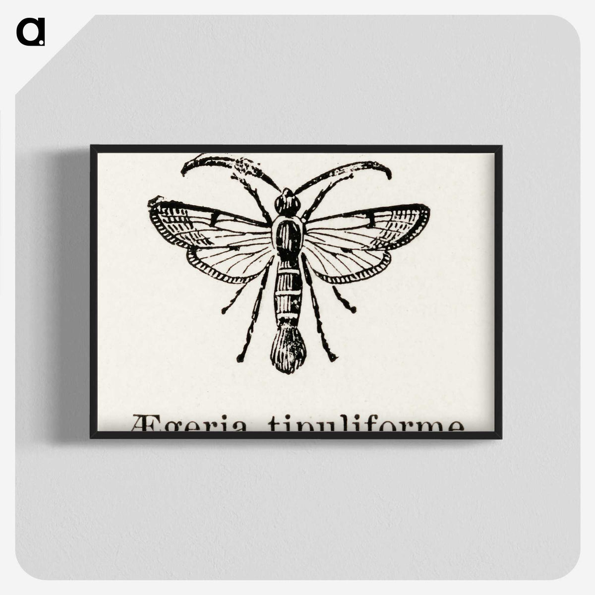 1-98_Moths-and-Butterflies-of-the-United-States_blk-crop